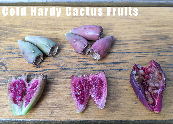 Cactus%20Fruits