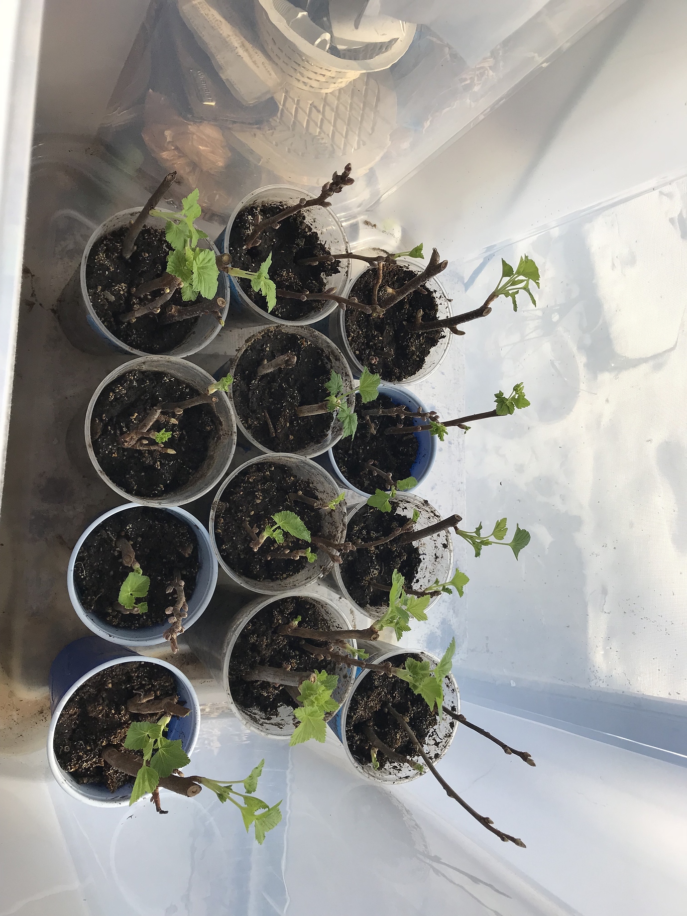 Propagate Honeyberry / Haskap cuttings? Follow along General Fruit