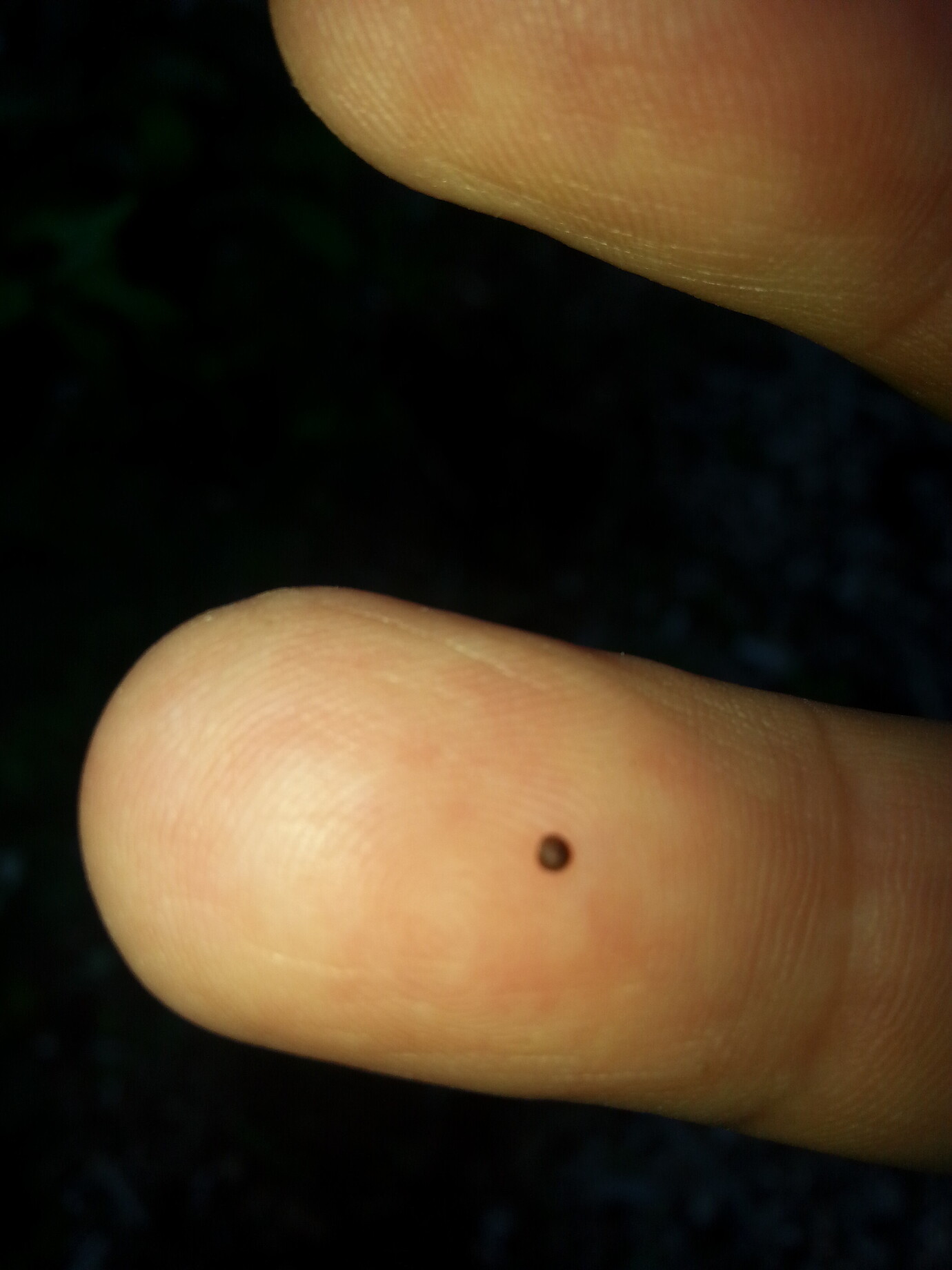 What are these black dots on apples General Fruit Growing Growing Fruit