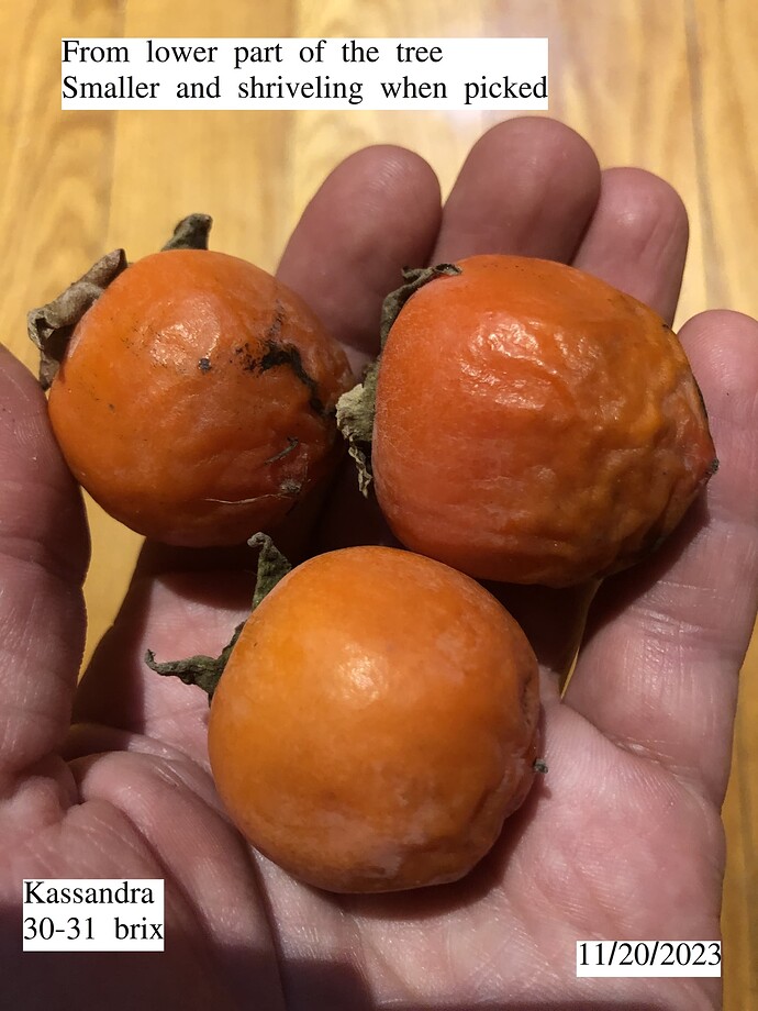 Kassandra_11-20-2023