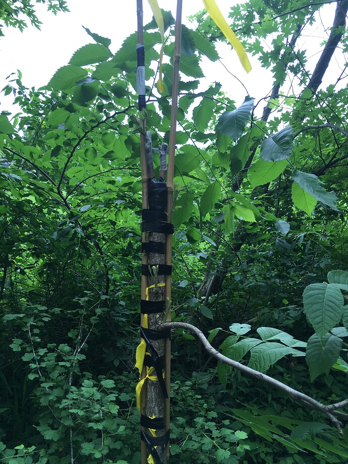 Pearl heartnut 2022 graft 2 001