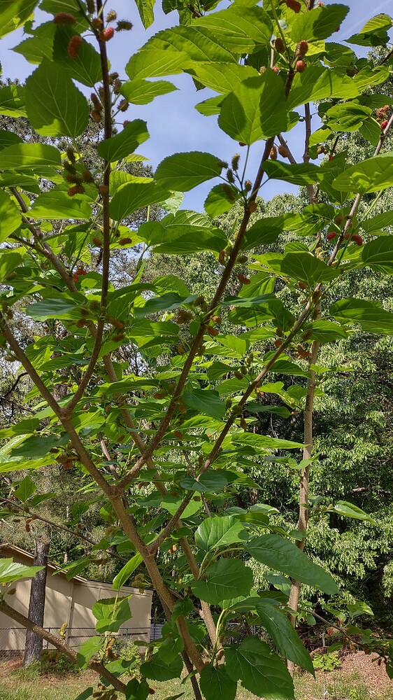 IMG_20250420_094429748_HDR