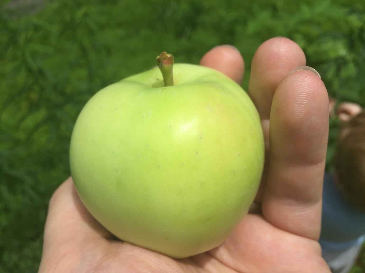 Disease resistant apples? General Fruit Growing Growing Fruit