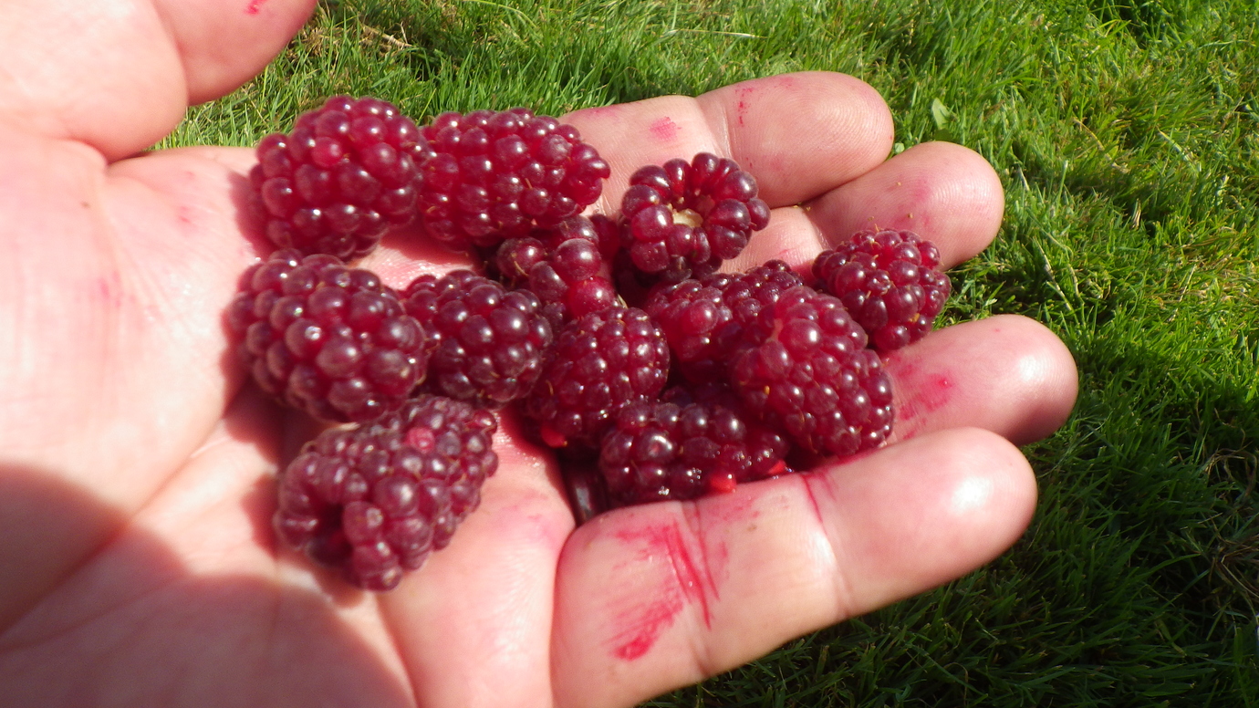 Ponca A new U of A blackberry achieves "pinnacle of flavor" General