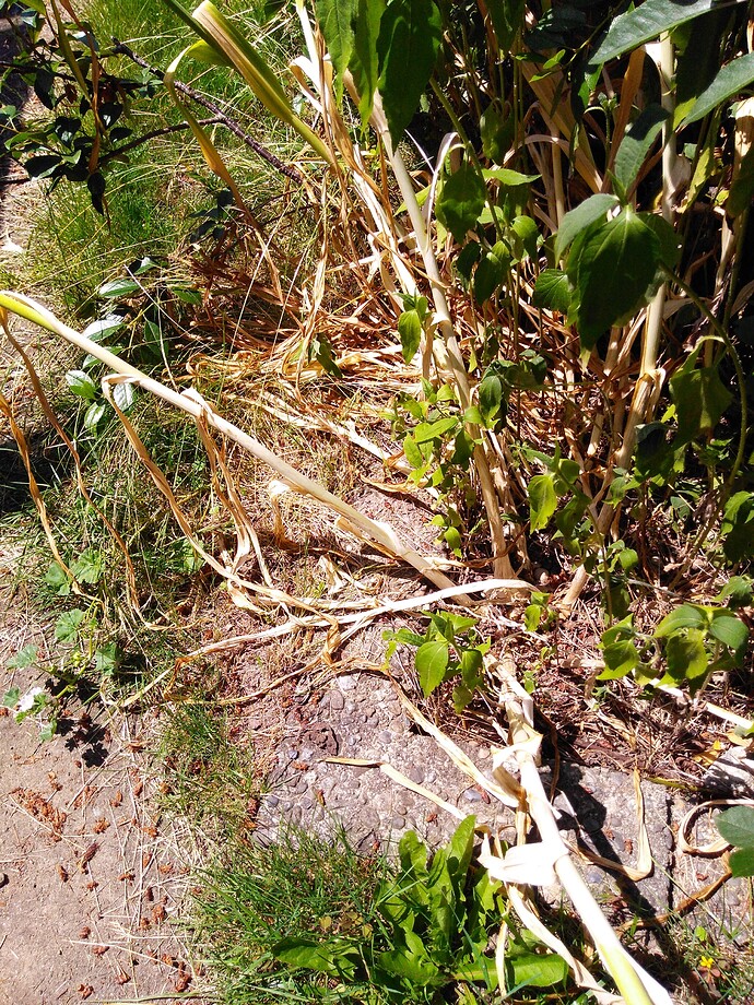 IMG_20220705_120337196