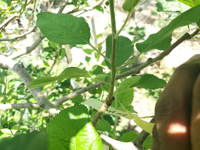 Clark's Crab Bud Graft