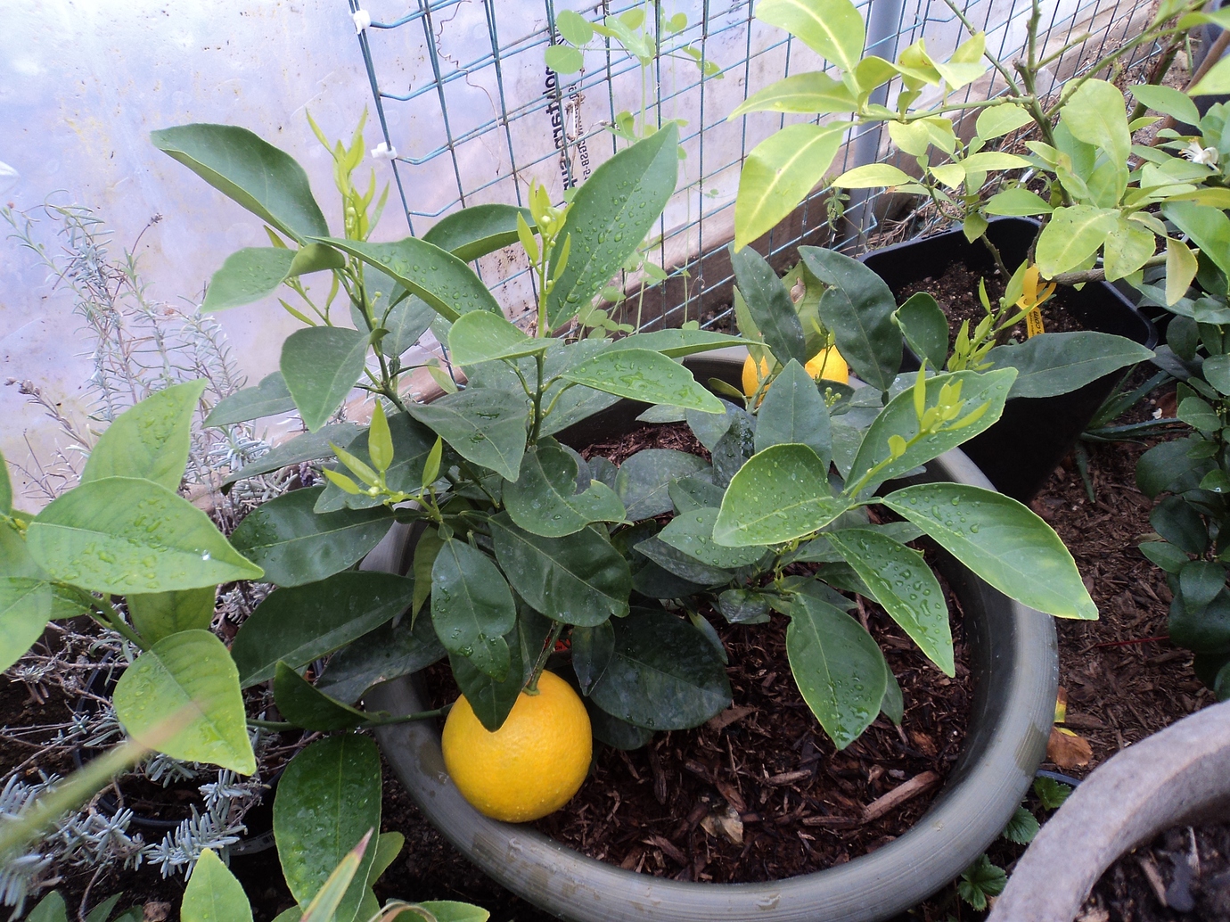 Valencia Orange Pictures! Growing Fruit