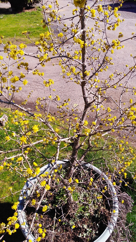 IMG_20180306_124103876