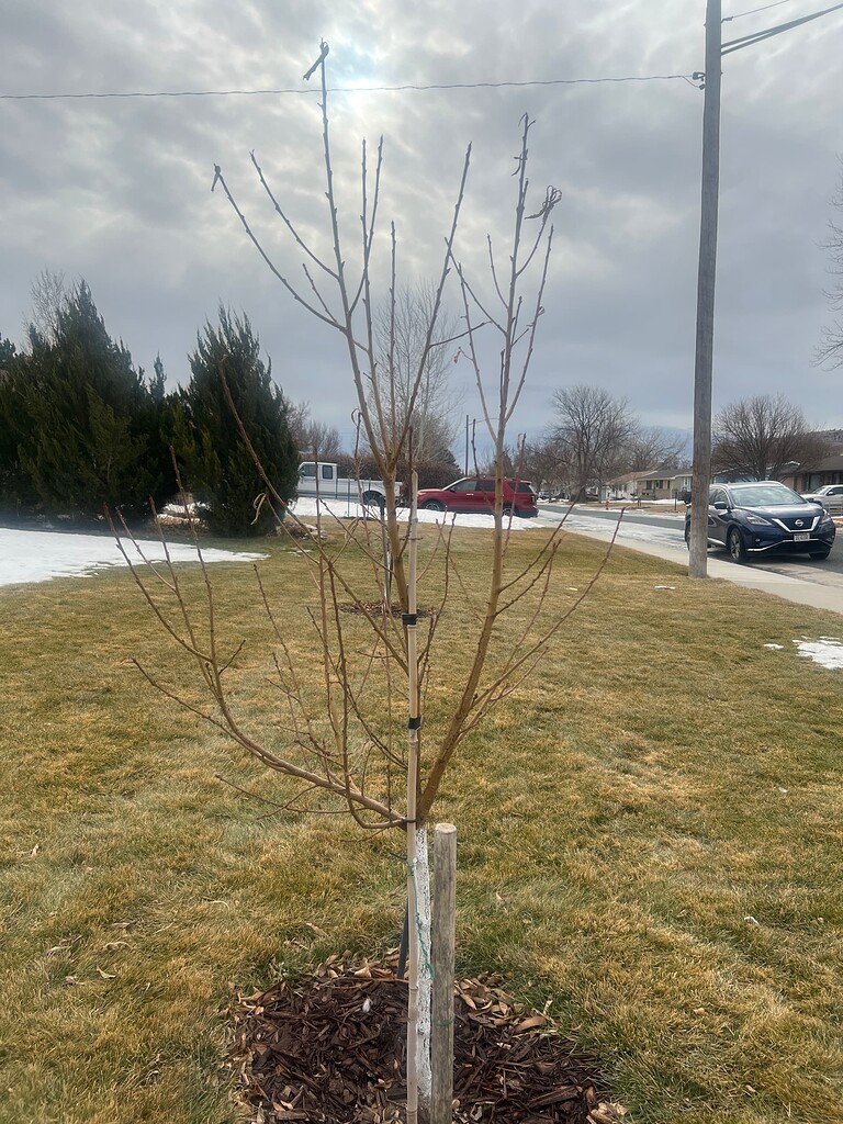 How do I prune young peach tree General Fruit Growing Growing Fruit