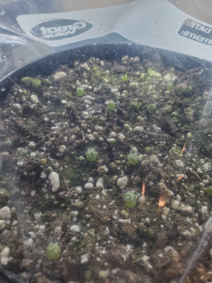 17489027786002099412405050968643