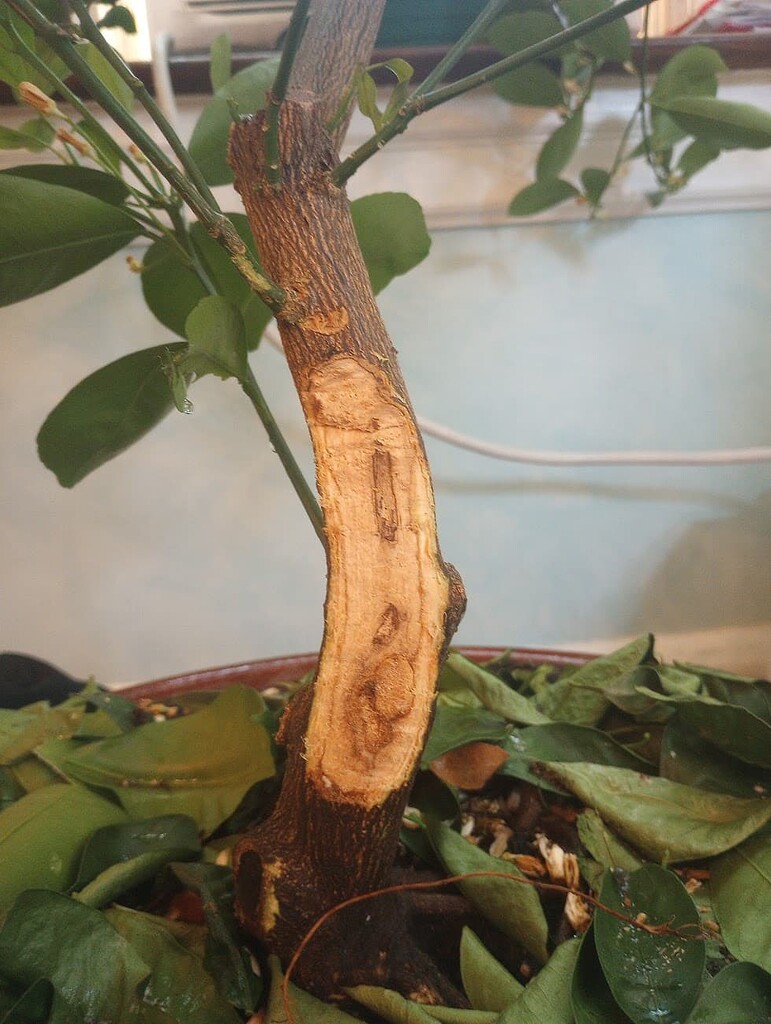 Problems with Indoor Potted Citrus Can my Kalamansi (aka Calamondin