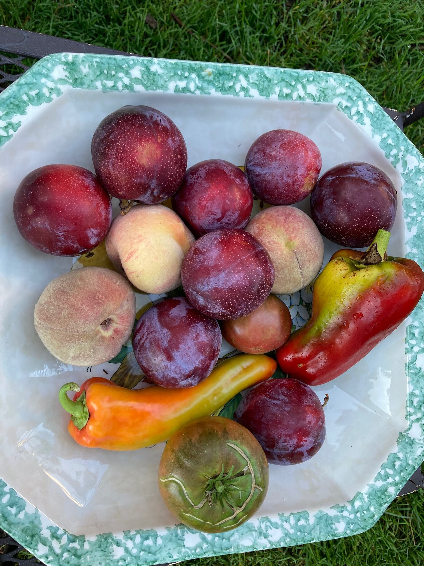 Using Dave Wilson techniques to keep trees small Pictures! Growing