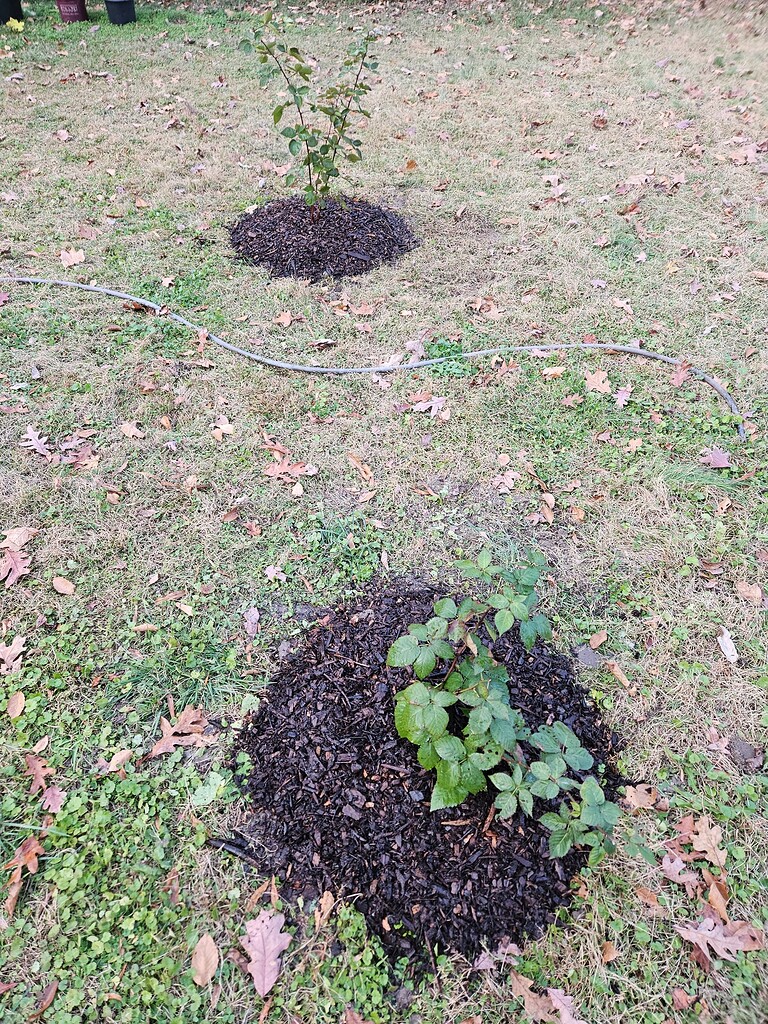 Planted some blackberries, have some questions General Fruit Growing Growing Fruit