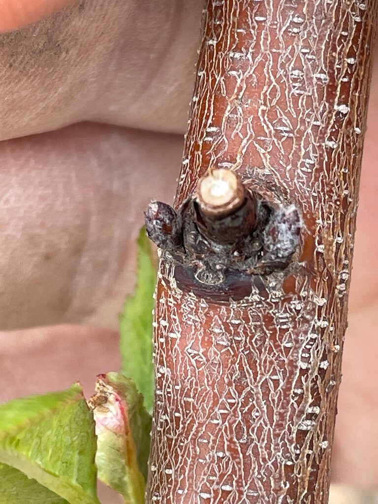 Peach trees not blooming? General Fruit Growing Growing Fruit