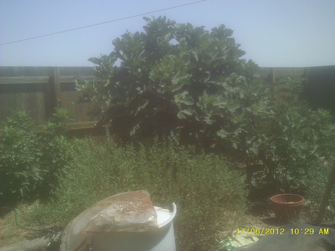 SUNP0031
