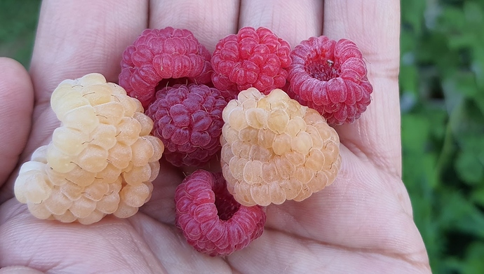 Raspberry%2008-18-2020