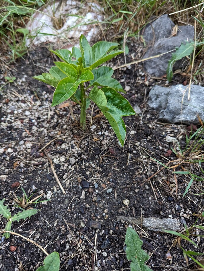 PXL_20230619_035218602