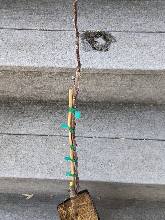 PXL_20210320_193923272