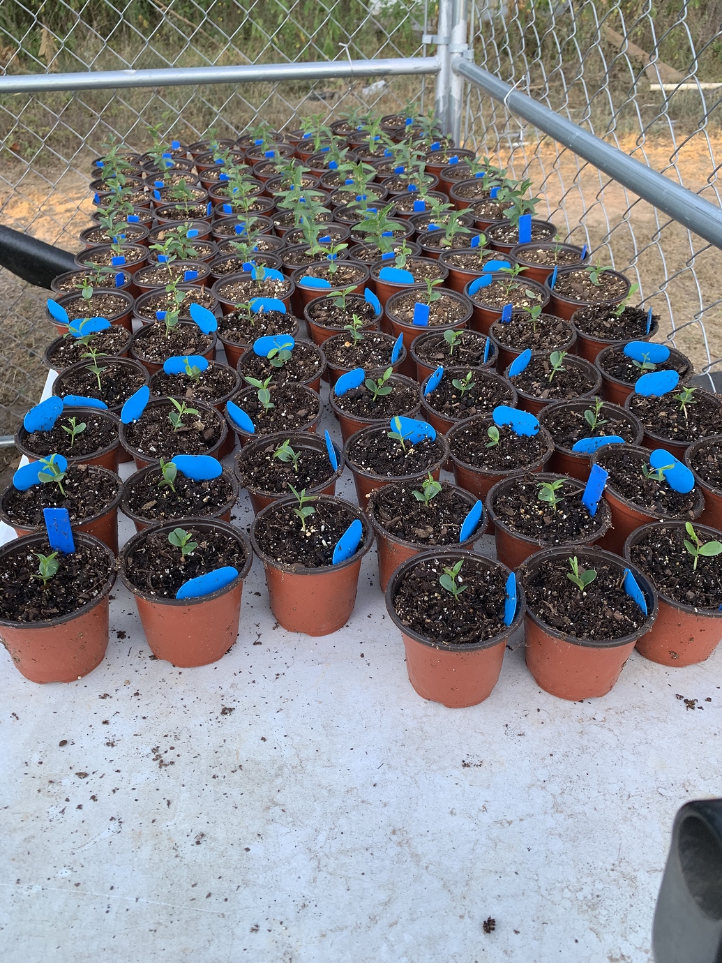 Jujube from seed Pictures! Growing Fruit