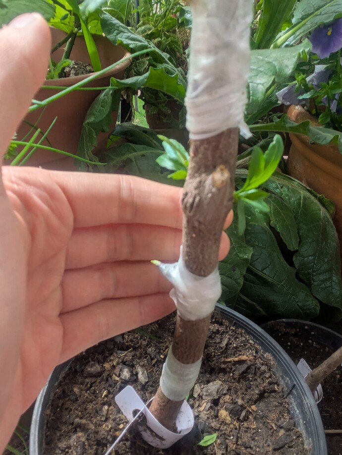 PXL_20250418_140228510