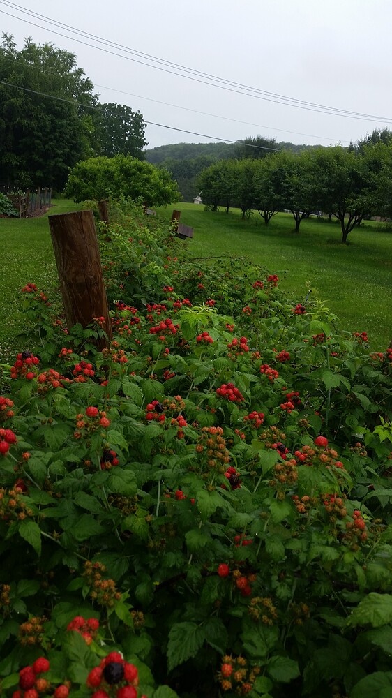 Black Raspberries 2021