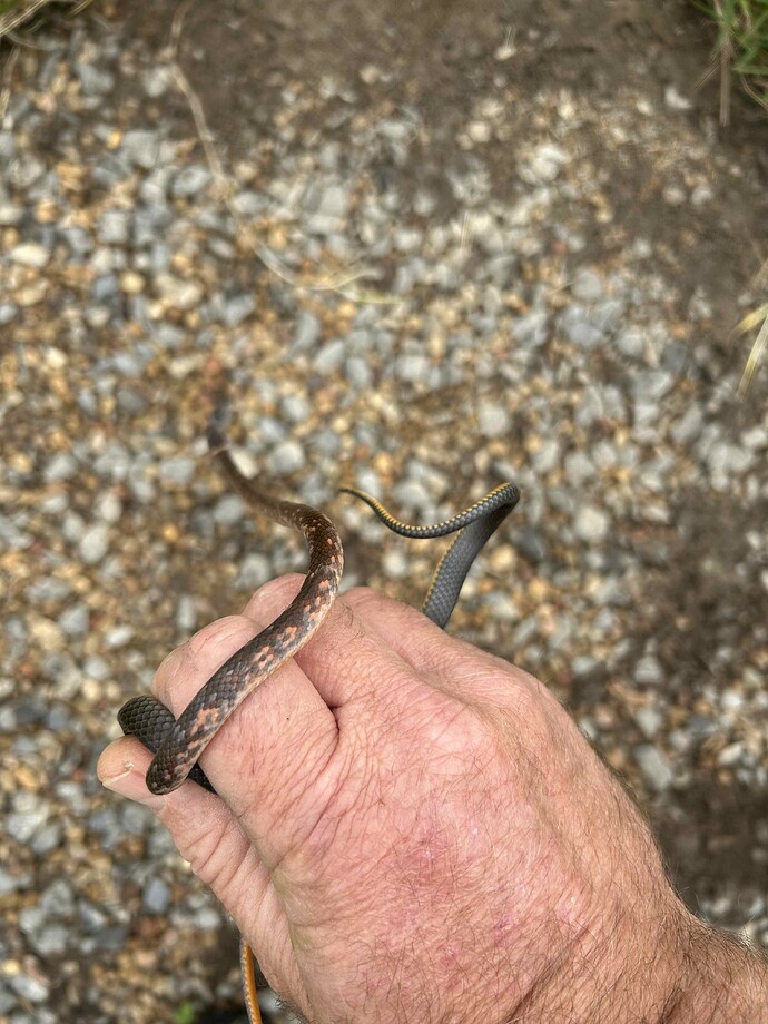 Ringneck 2