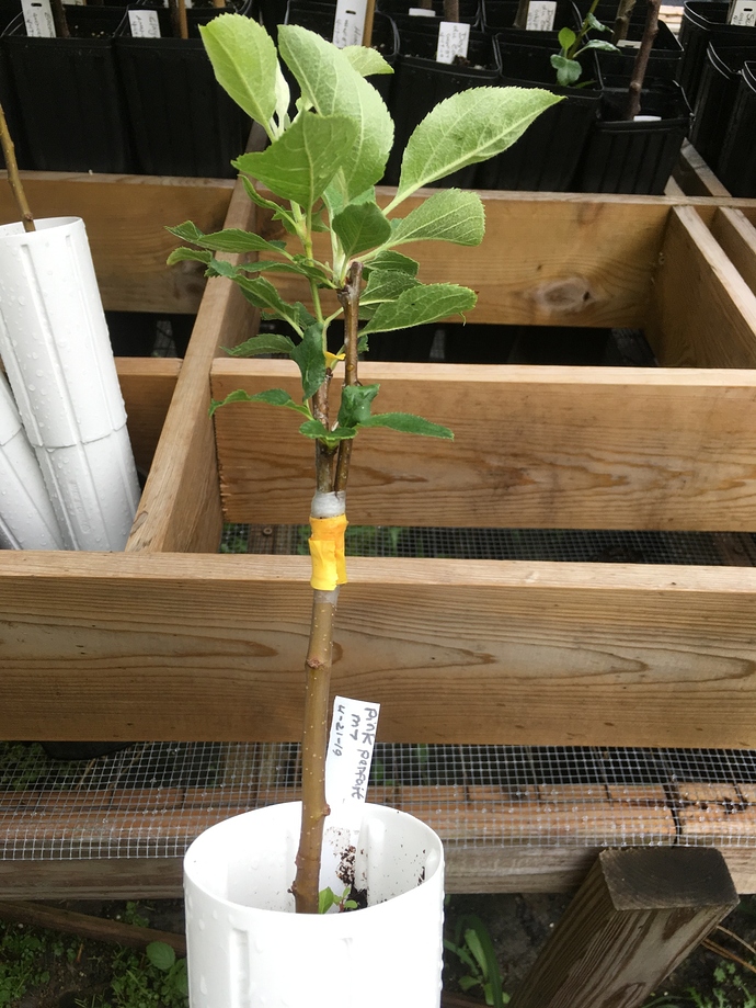 Grafts%202019%20apple%20Pink%20Parfait%20on%20M7