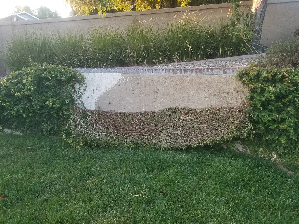 Can i reattach this vine to my wall? General Gardening Growing Fruit