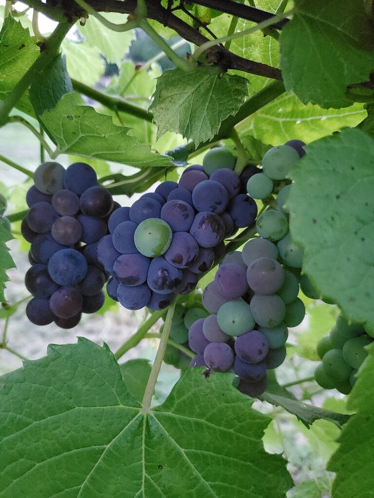 Grape Growing Ripe July ripening/reblooming 'Concord' grapes - General Fruit Growing ...