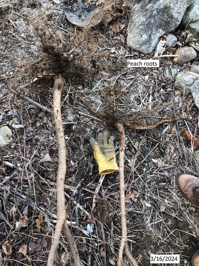 Peach_roots_3-16-2024-