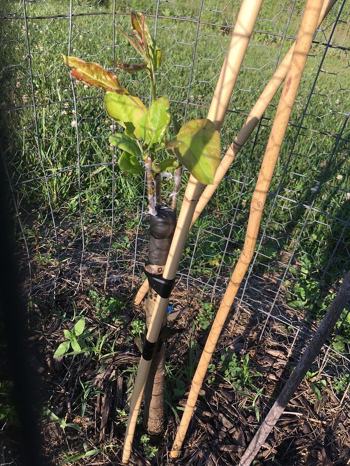 Docteur Desportes pear 6.28.2022