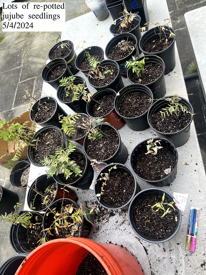 Juju_seedling_lots_05-04-2024