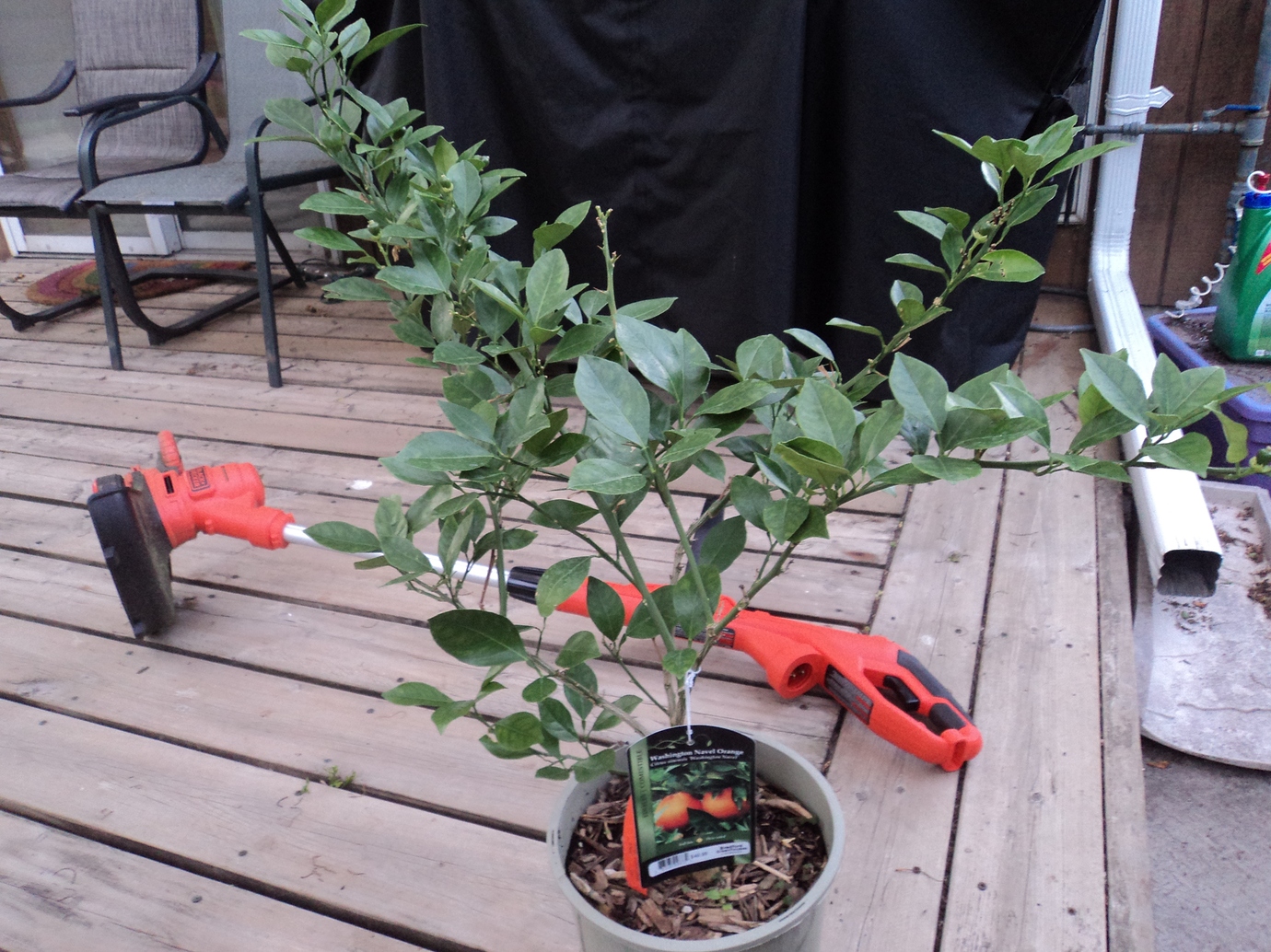 Washington Navel Orange *1 Pictures! Growing Fruit