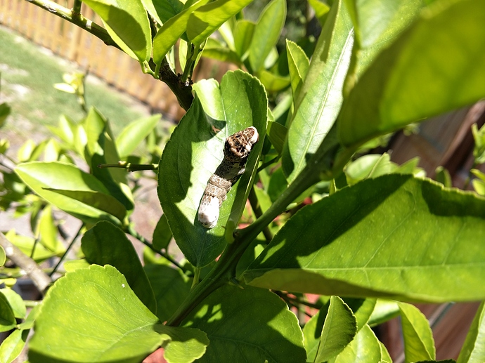 IMG_20180418_134013133