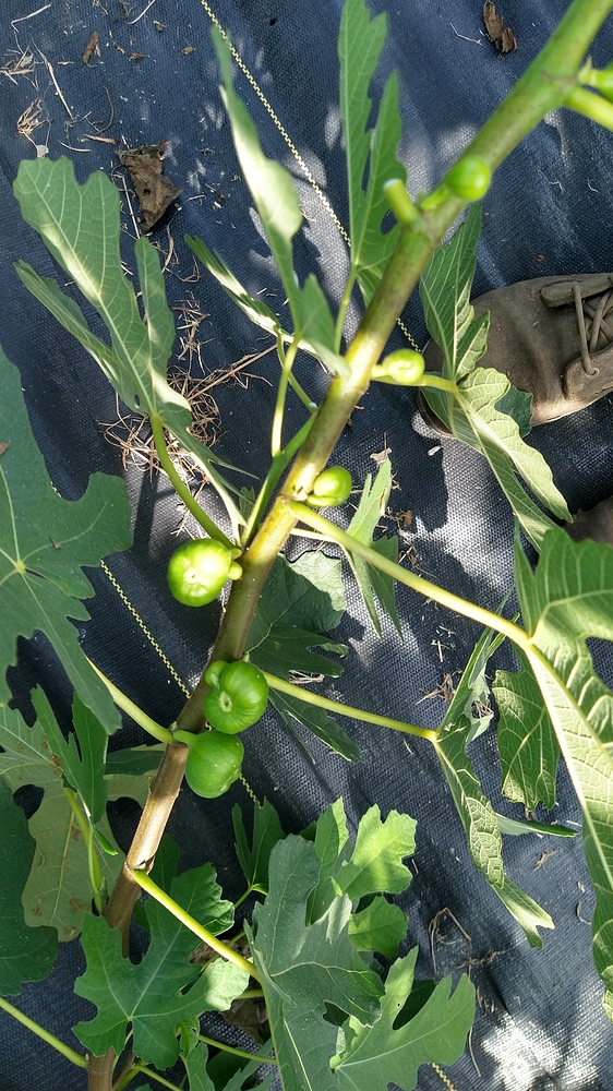 IMG_20200822_155635384_HDR