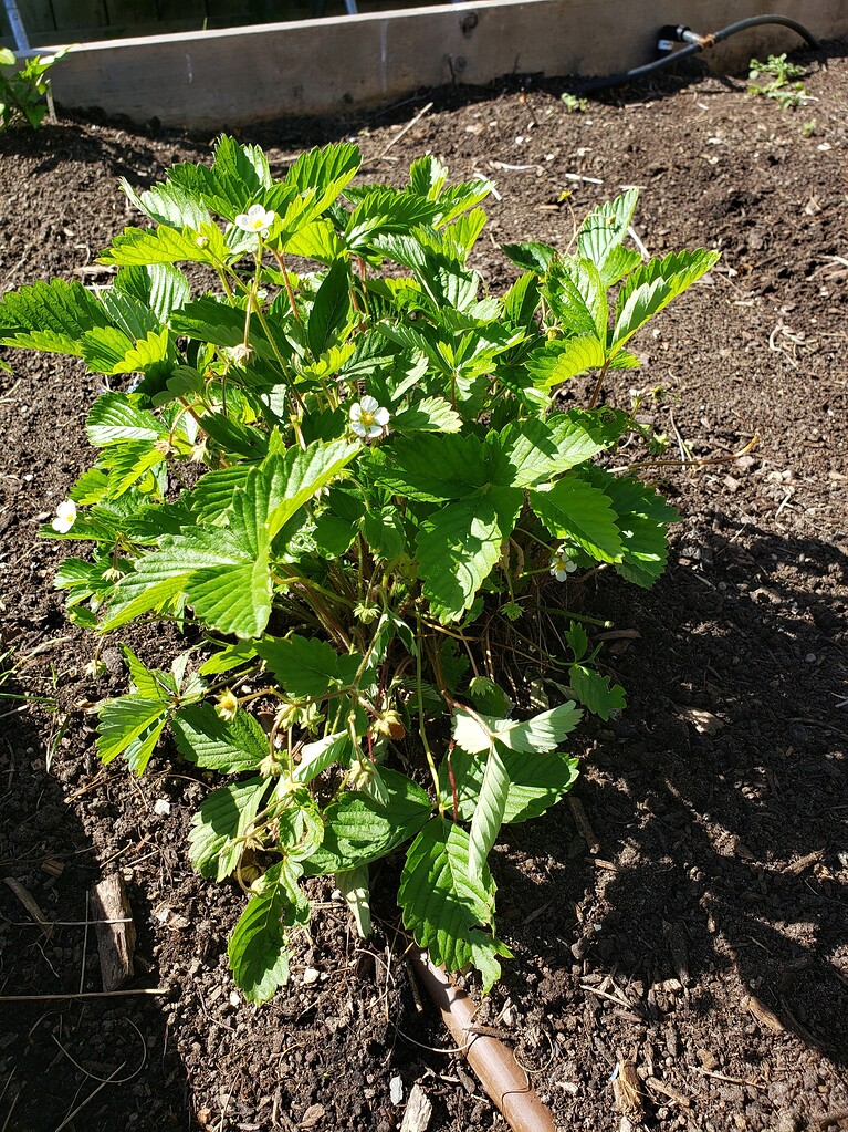Strawberry Problems Pictures! Growing Fruit