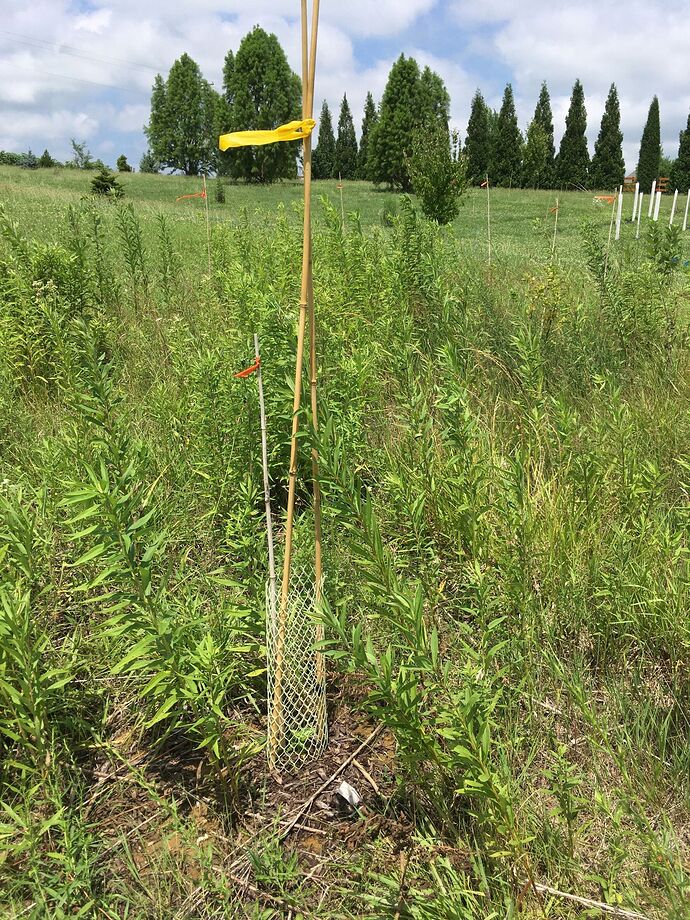 Florea Fig non-protected IL Open Prairie Planted after -9 F returns During July (2022) 004