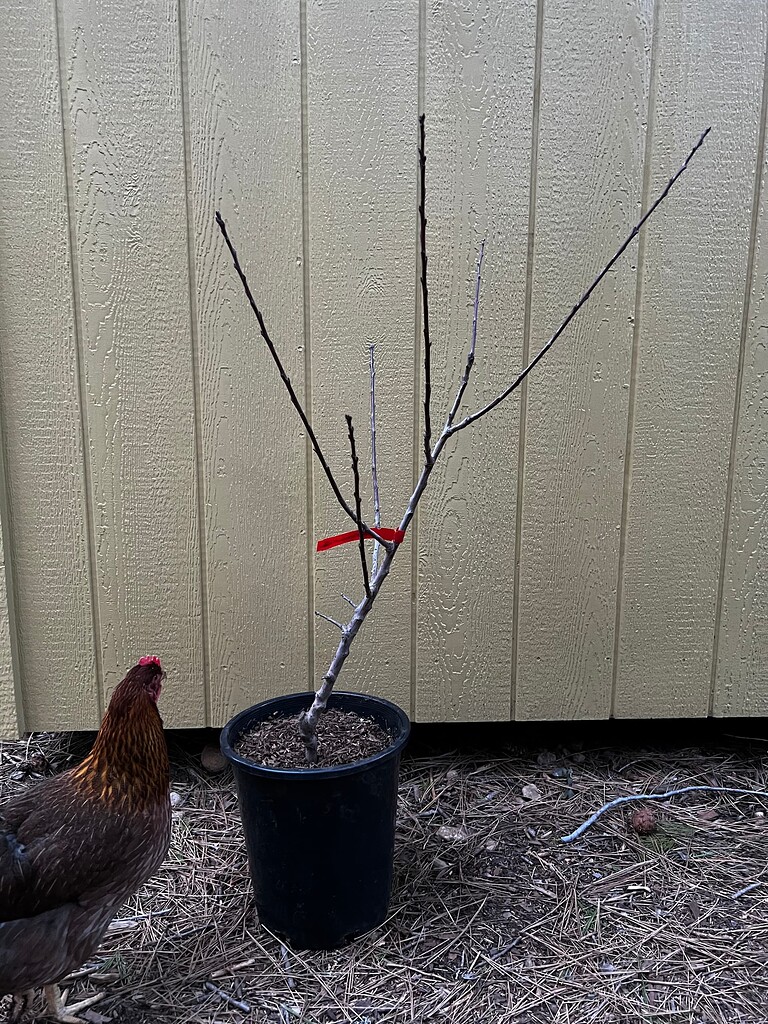 How to Straighten a Crooked Tree General Fruit Growing Growing Fruit