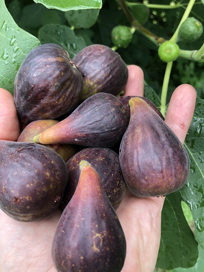 Reservoir_fig_07-29-2021