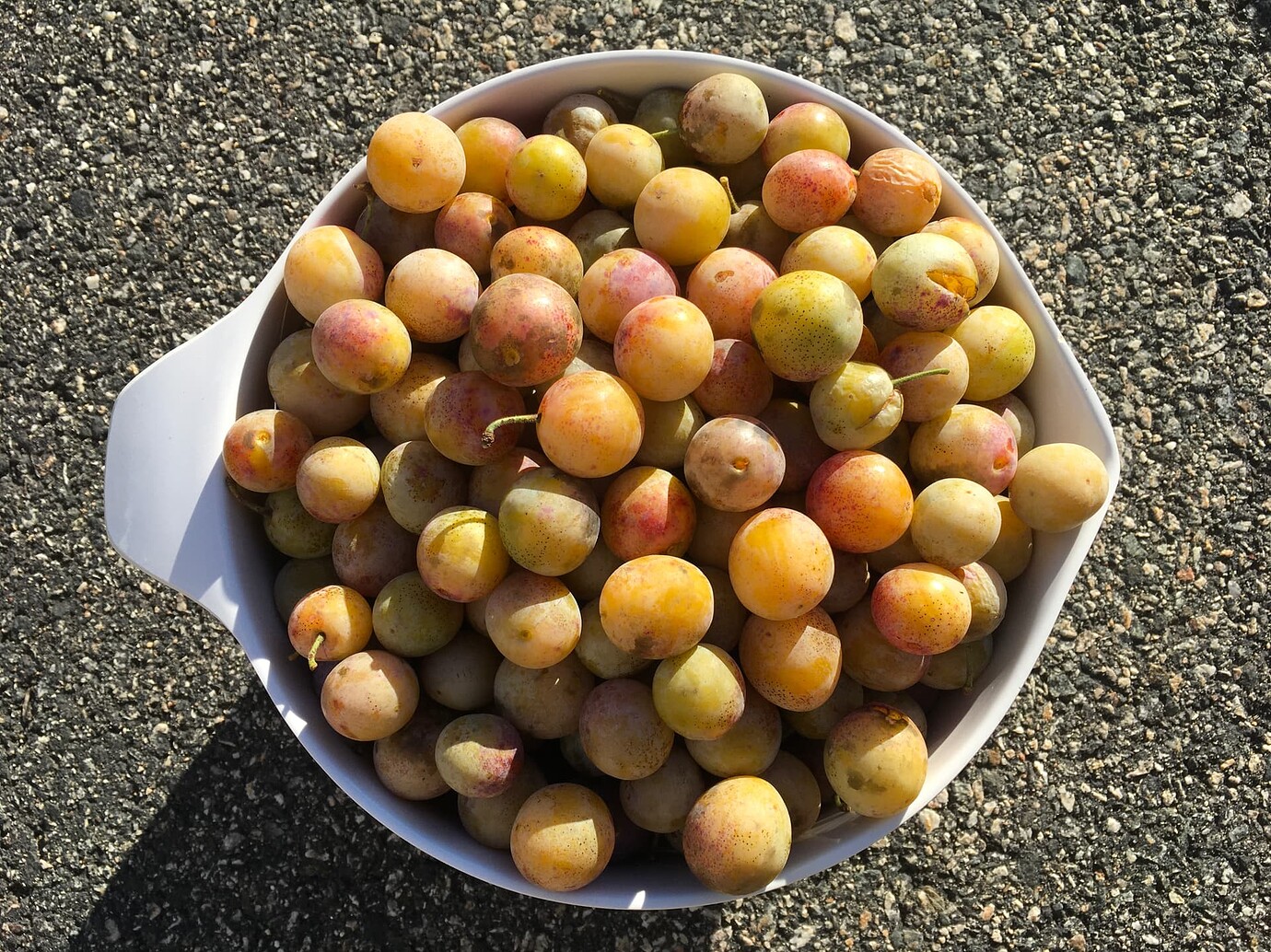 Mirabelle Plums Are they worth planting? General Fruit Growing