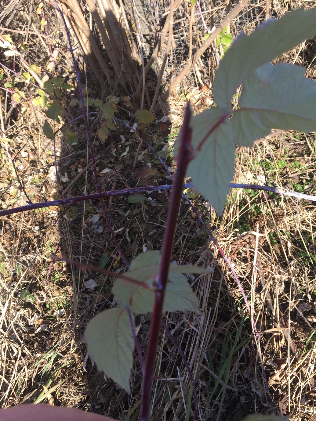 When to take propagate blackberry cuttings? General Fruit Growing