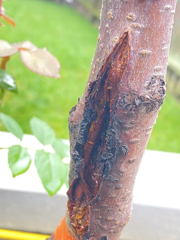 Cherry tree trunk is looking really bad. Splitting? Rotting? General