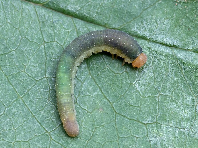 Allantus cinctus