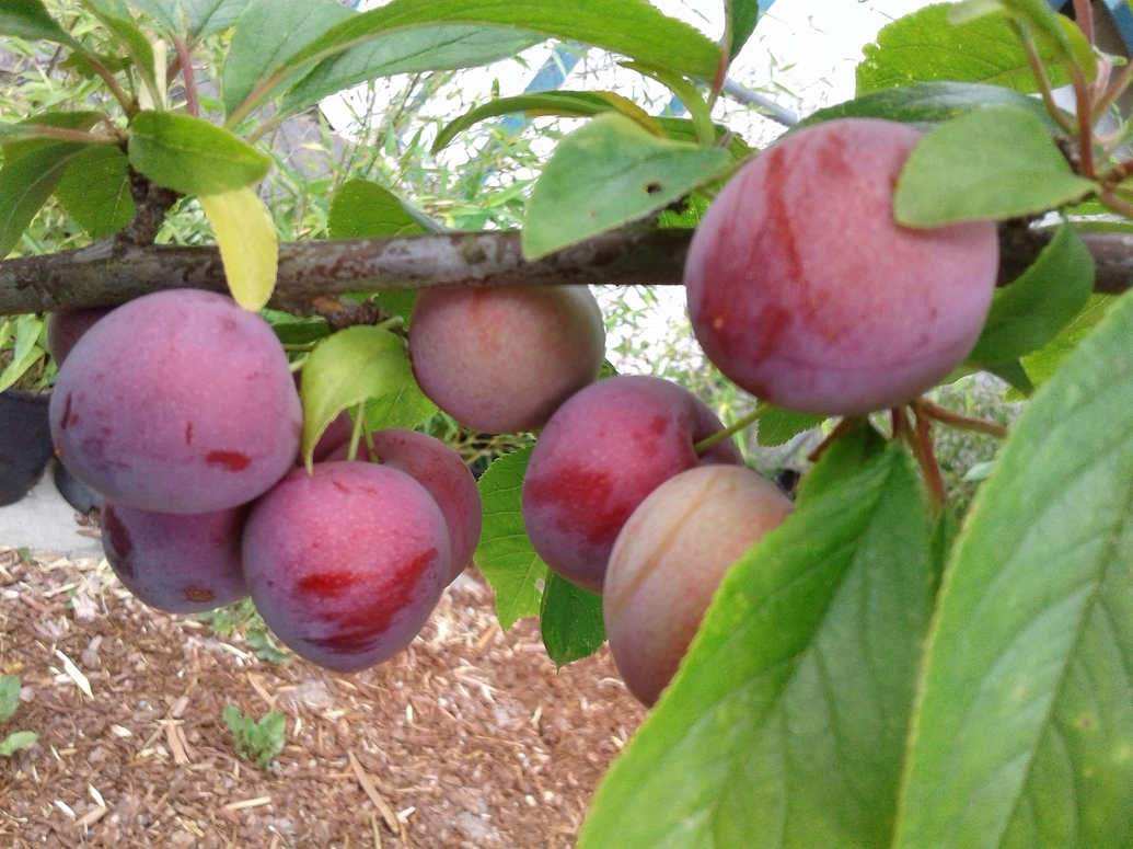 Methley Plum General Fruit Growing Growing Fruit