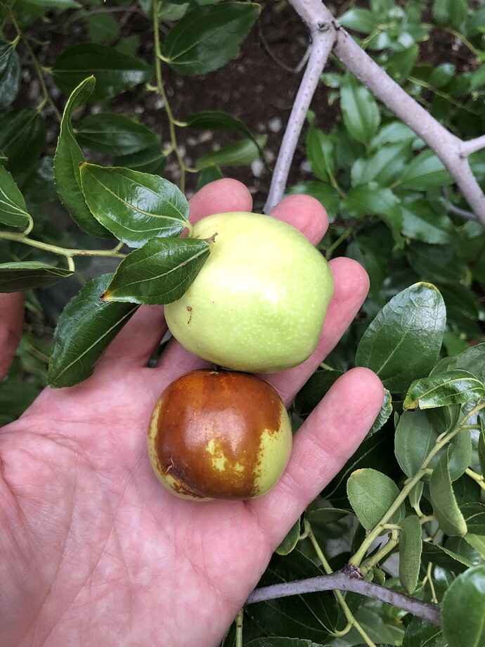 Dae_Sol_Jo_w_09-30-2021