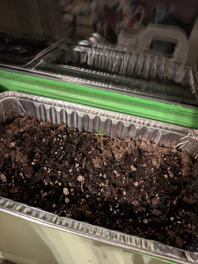 PXL_20250224_010935762