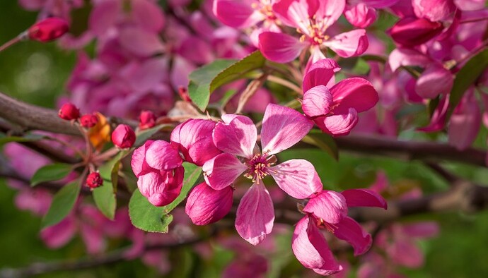 The dark-pink blossoms of a Rudolph crabapple tree.