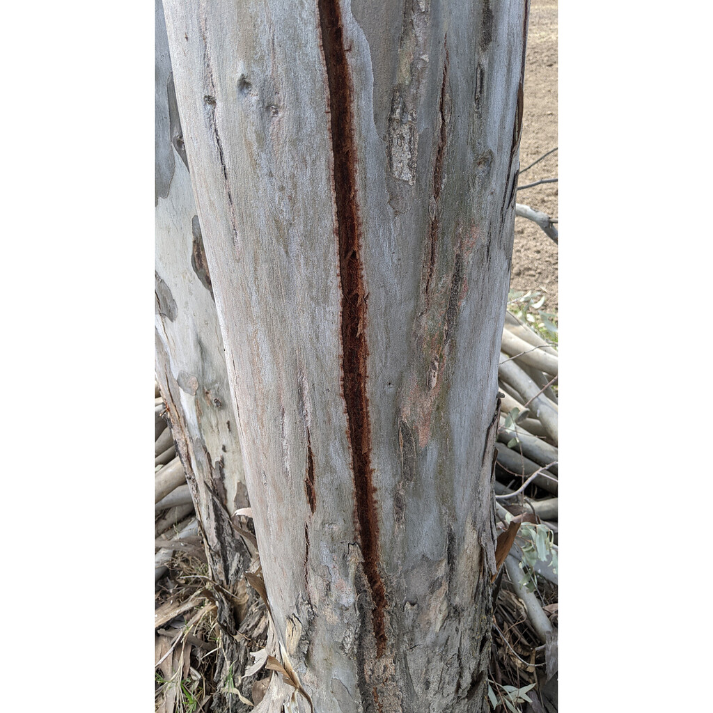 Eucalyptus tree ok? General Fruit Growing Growing Fruit