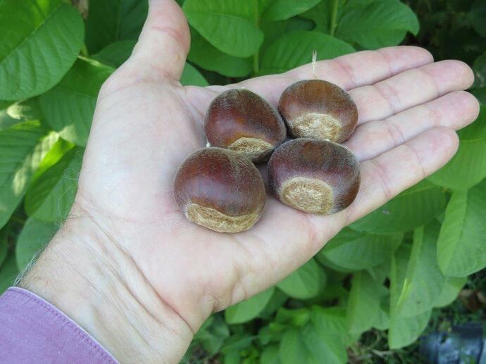 Some larger sized Nanjing Special 1 chestnuts