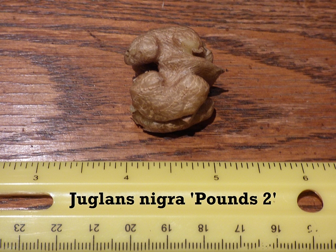 B.walnut 'Pounds 2' 003